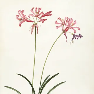 唯美花卉粉色画 唯美花卉粉色画