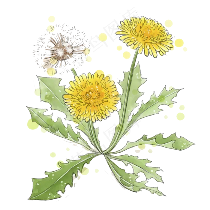 手绘草本中药药材