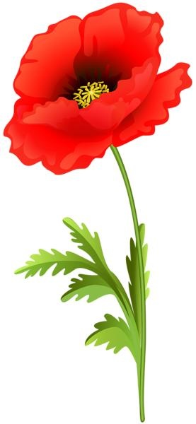 罂粟花 PNG免抠(277x600)
