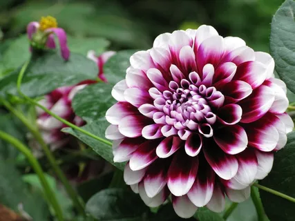 花园美丽花朵图片 花园美丽花朵图片