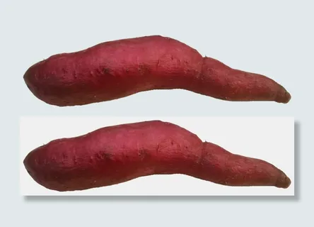 洗干净烤红薯紫薯地瓜掰开花青素免抠实拍高清摄影元素素材