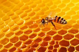 蜂蜜蜜蜂蜂巢细节特写摄影图