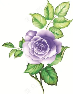 一朵向阳的蓝玫瑰