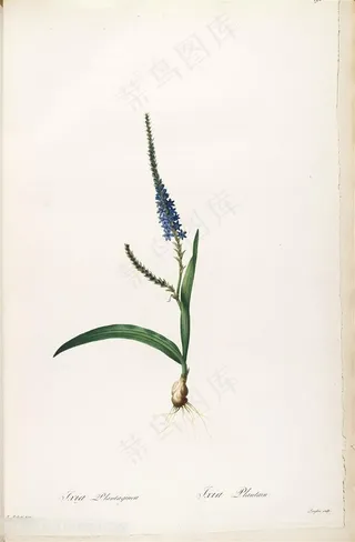 原版高清雷杜德小兰花花卉图谱插画