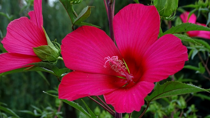 绽放灿烂花朵图片