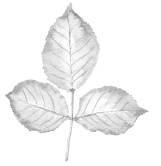 唯美森系手绘水彩花朵 免抠