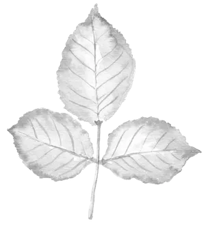 唯美森系手绘水彩花朵 免抠