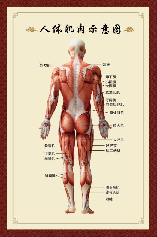 人体肌肉示意图 