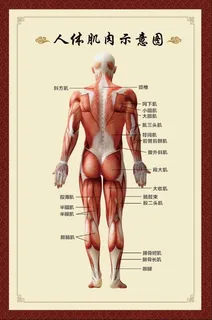 人体肌肉示意图  人体肌肉示意图