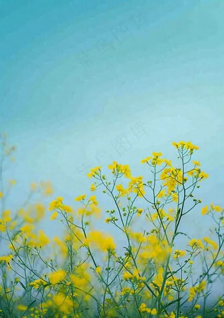 春天黄色的小花，春风，春分，油菜花