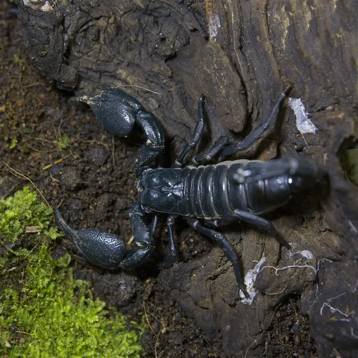 站在土里的蝎子