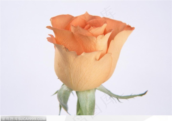 玫瑰花物语-新鲜的玫瑰