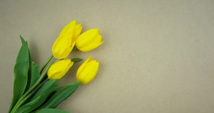 黄色郁金香花卉