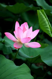粉嫩的夏日荷花图片 粉嫩的夏日荷花图片