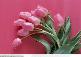 几支扭曲粉色郁金香