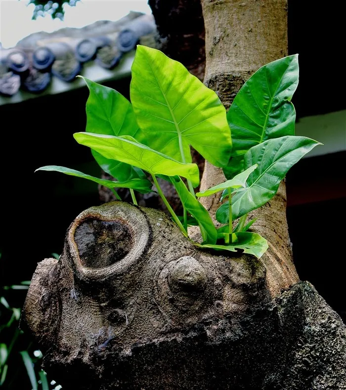 树干上的寄生植物