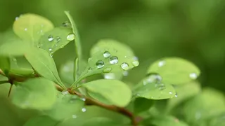 绿叶水珠摄影图片