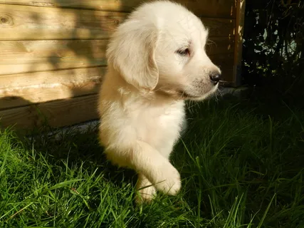 白色金毛幼犬图片 白色金毛幼犬图片