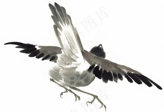 鸟禽大图jpg素材