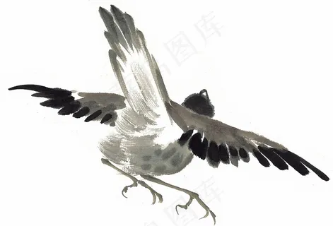 鸟禽大图jpg素材 鸟禽大图jpg素材