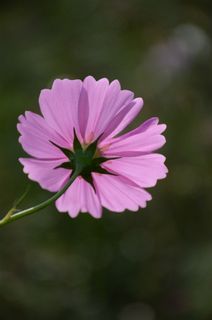 阳光下的波斯菊