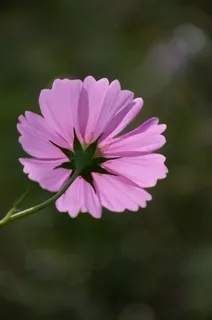阳光下的波斯菊 阳光下的波斯菊