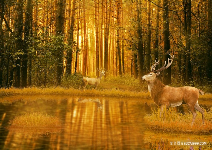 森林中的麋鹿