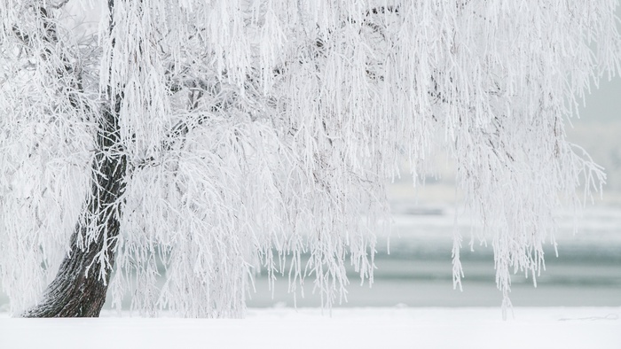 高清雪山雪景树木