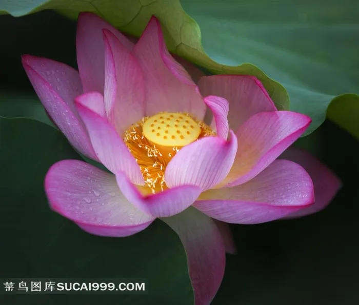 高清黑色背景荷花图片素材