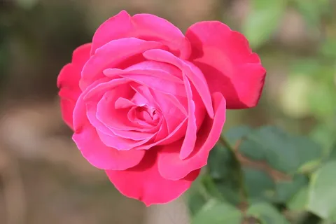 玫瑰红色花朵图片 玫瑰红色花朵图片