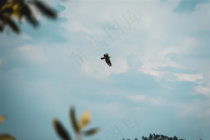 飞翔的老鹰图片