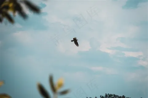 飞翔的老鹰图片 飞翔的老鹰图片