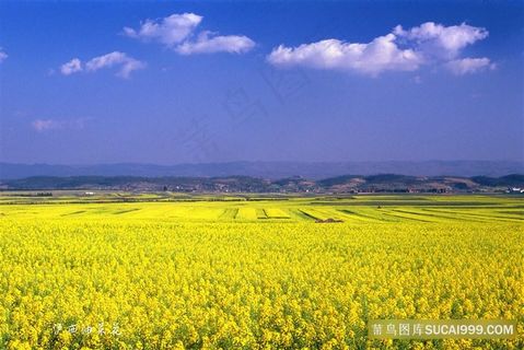 油菜花田图片