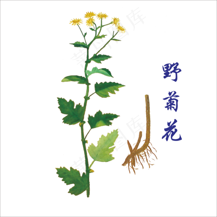 手绘草本中药药材野菊花