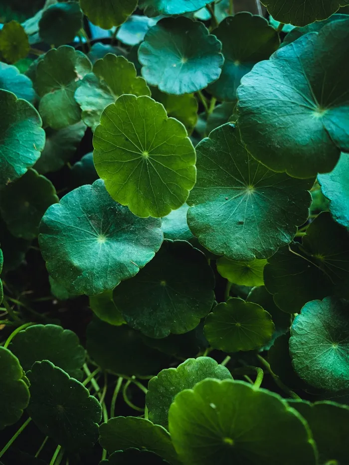 马蹄草图片
