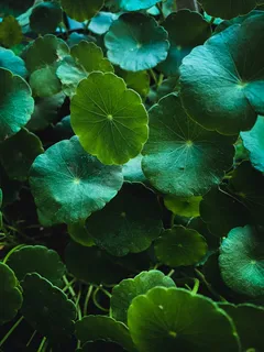 马蹄草图片 马蹄草图片