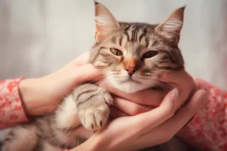 手抱着的猫咪田园猫摄影图