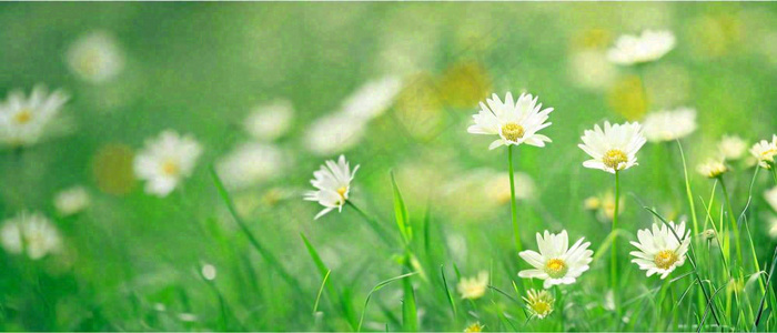 夏至夏天向阳菊花草地立夏小暑摄影图(1680x720)
