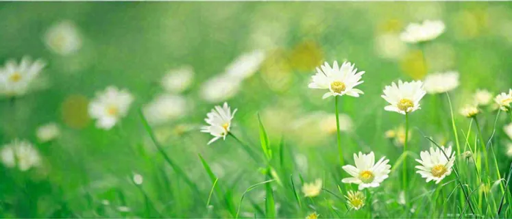 夏至夏天向阳菊花草地立夏小暑摄影图