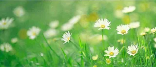 夏至夏天向阳菊花草地立夏小暑摄影图