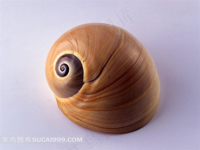 海洋无脊椎动物贝壳海螺高清摄影