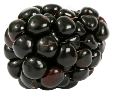 水果鲜水果黑莓免抠素材