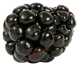 水果鲜水果黑莓免抠素材