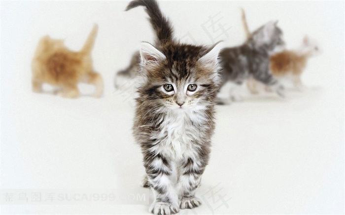 一只灰色小花猫