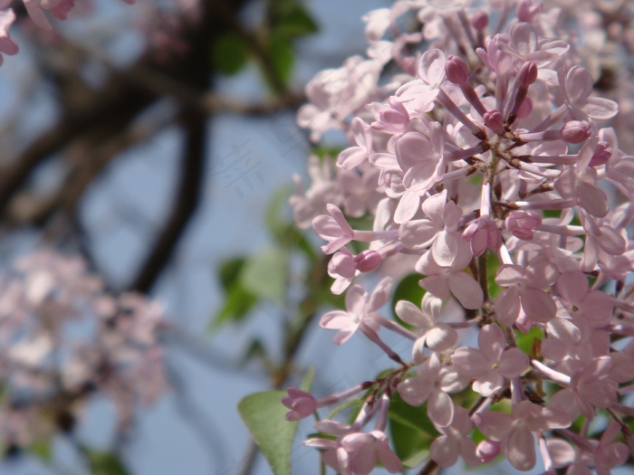 丁香花图片