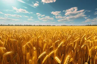 蓝天白云阳光明媚的金黄麦田