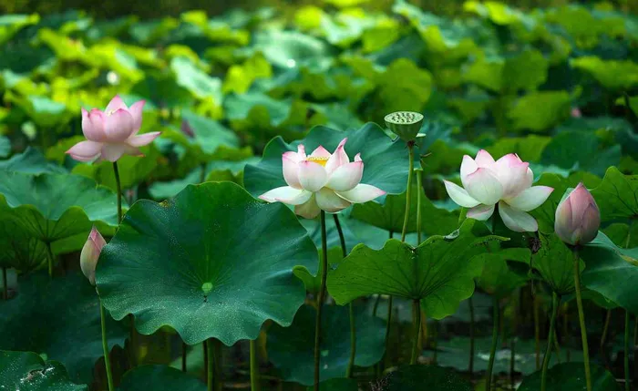 夏天荷塘荷花池荷叶绿色清新，夏至立夏大暑小暑摄影图(1408x864)