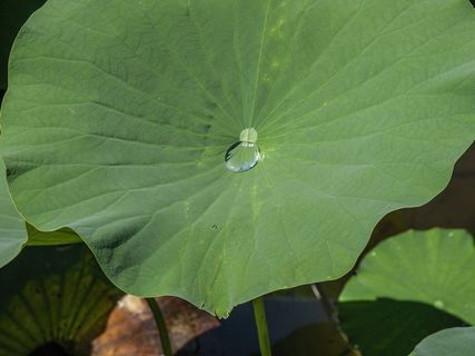 绿色荷叶水珠图片 绿色荷叶水珠图片