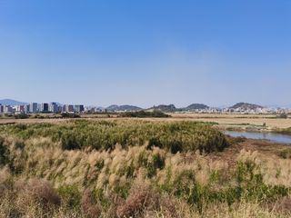 蓝天白云河边草地小花朵