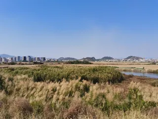 蓝天白云河边草地小花朵